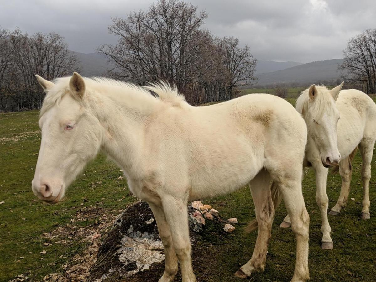 Casa Rural Fuente Del Arca Montejo Монтехо-де-ла-Сьерра Экстерьер фото